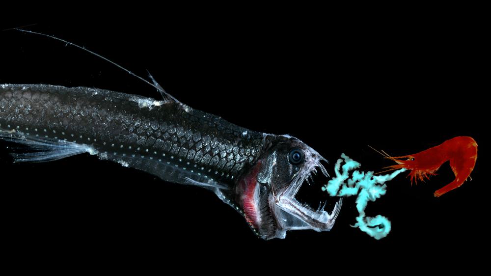 Luciferidae A Scientist Reveals the Bioluminescent Magic of the Deep-Sea World ...