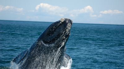 At least 48 North Atlantic right whales have been killed since 2010.