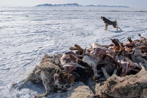 Dead sheep and goats in Bayanmunkh, Mongolia, last month.