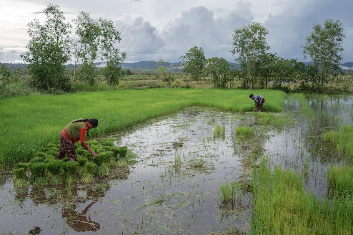 Yale Rice Cambodian Offset Project Led to Arrests, Evictions of Indigenous People ...