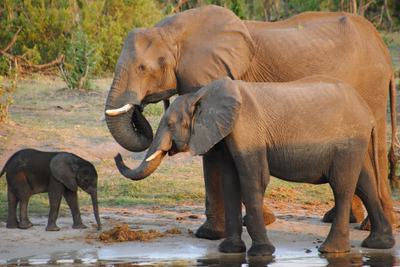 Elephants in the Savuti region of Botswana.