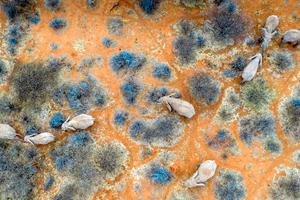 Elephants in Okambara, Namibia that have been tagged with transmitters to track their movements.