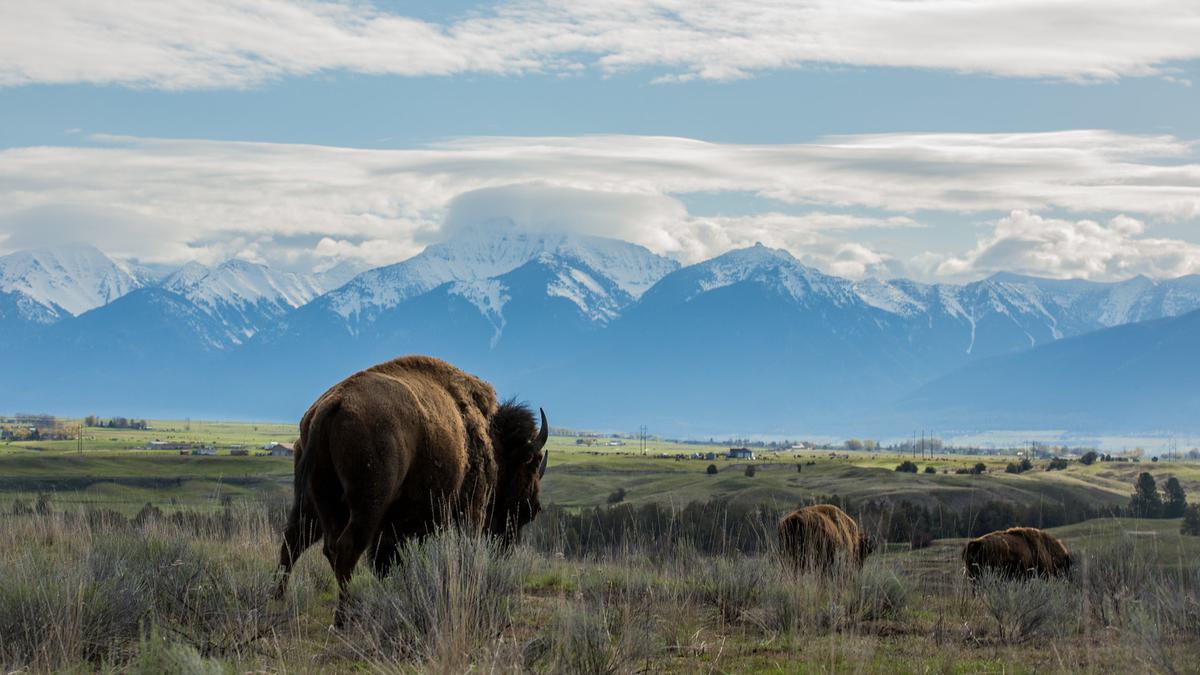 How Returning Lands to Native Tribes Is Helping Protect Nature - Yale E360