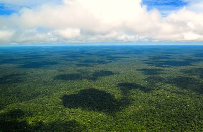 The Amazon rainforest near Manaus, Brazil. Past carbon markets involving forests have been criticized as greenwashing.