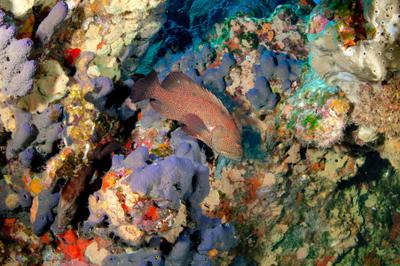 The West Flower Garden Bank in the Gulf of Mexico contains evidence of nuclear explosions, fertilizer, and the burning of fossil fuel.