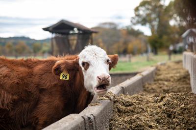 A cow at a farm in Deerfield, Massachusetts. Agriculture currently accounts for 11 percent of global greenhouse gas emissions.