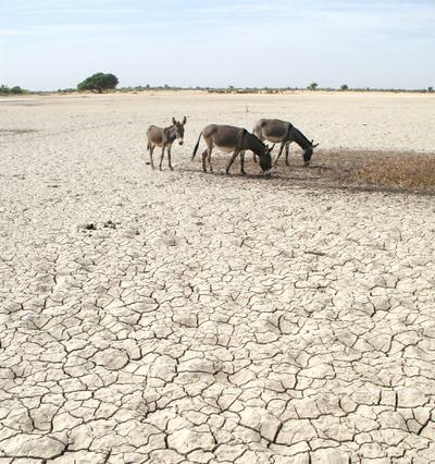 Donkeys on a dried-out section of the Inner Niger Delta in Mali.