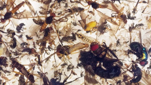 Too Many Insects Three-Decade Survey Shows Drastic Decline in Insect Populations - Yale E360