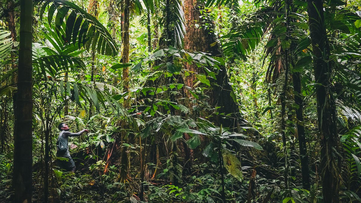 Tubi Tree Solomon Islands Tribes Sell Carbon Credits, Not Their Trees - Yale E360