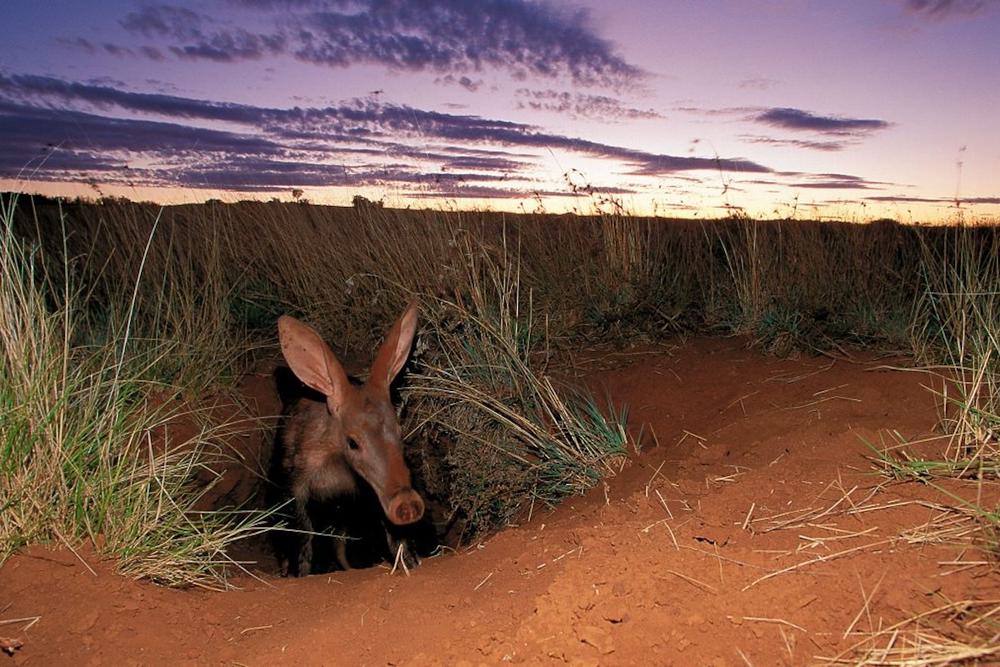 Burrows Compress How the Next Pandemic Could Emerge from an Aardvark Burrow - Yale E360