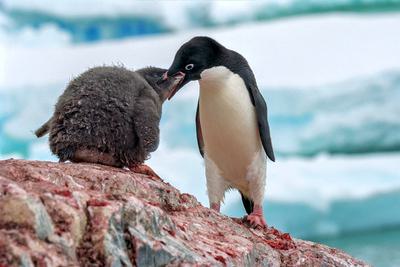 An Adélie penguin feeds a chick.