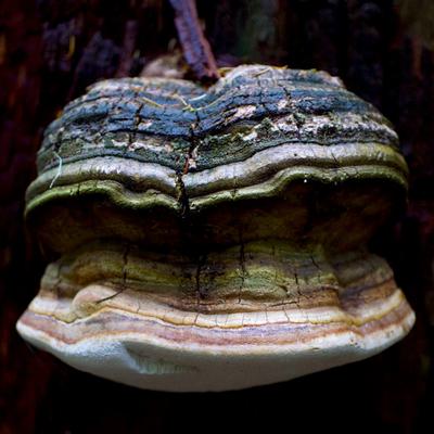 An Agarikon mushroom in Oregon.