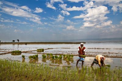 Farmers planting a rice paddy field in Bangladesh.