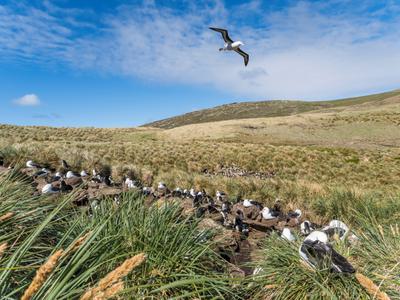A black-browed albatross flies over a nesting site in the Falkland Islands. Albatrosses spend years learning to navigate long distances in search of food.
