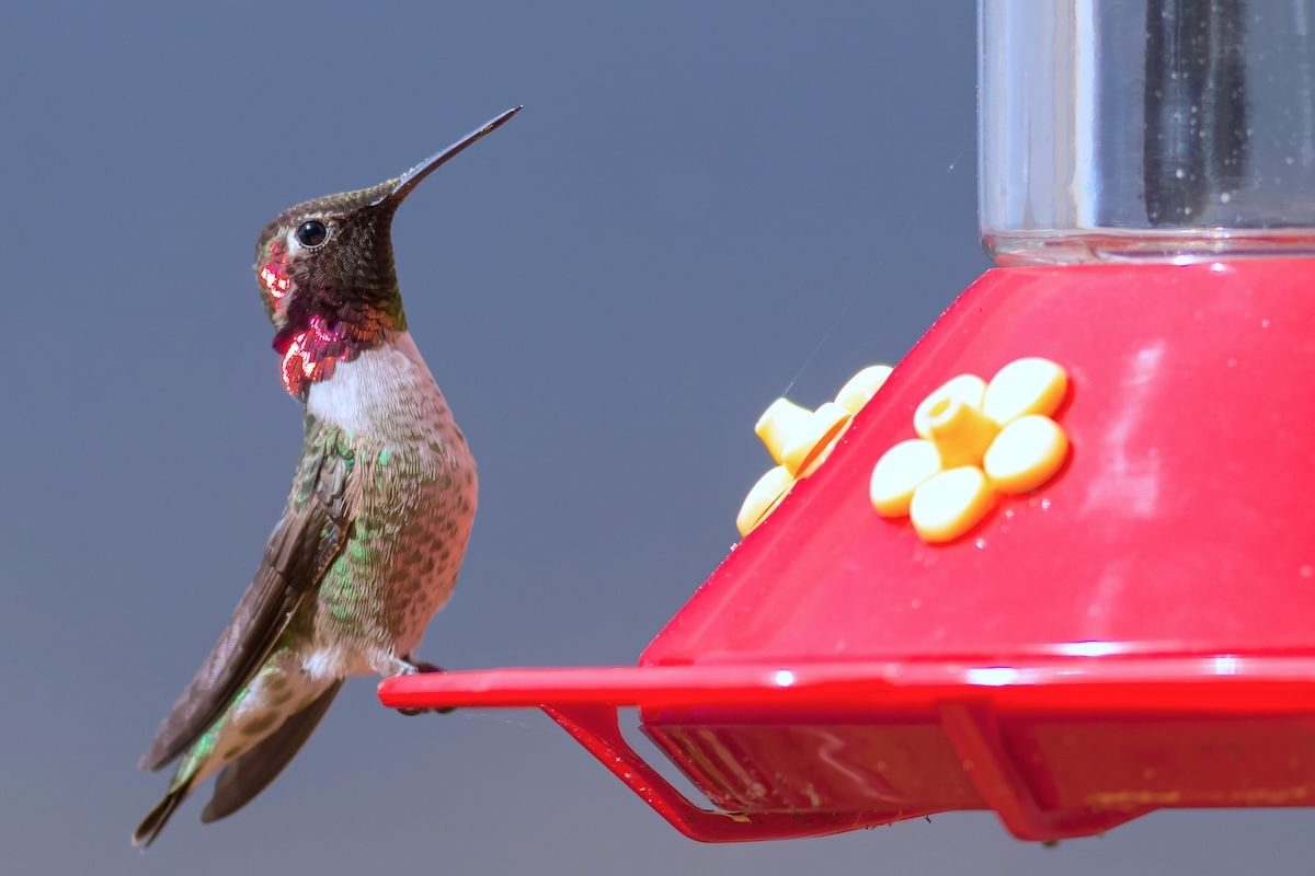 In California, Hummingbird Beaks Have Been Transformed by Feeders