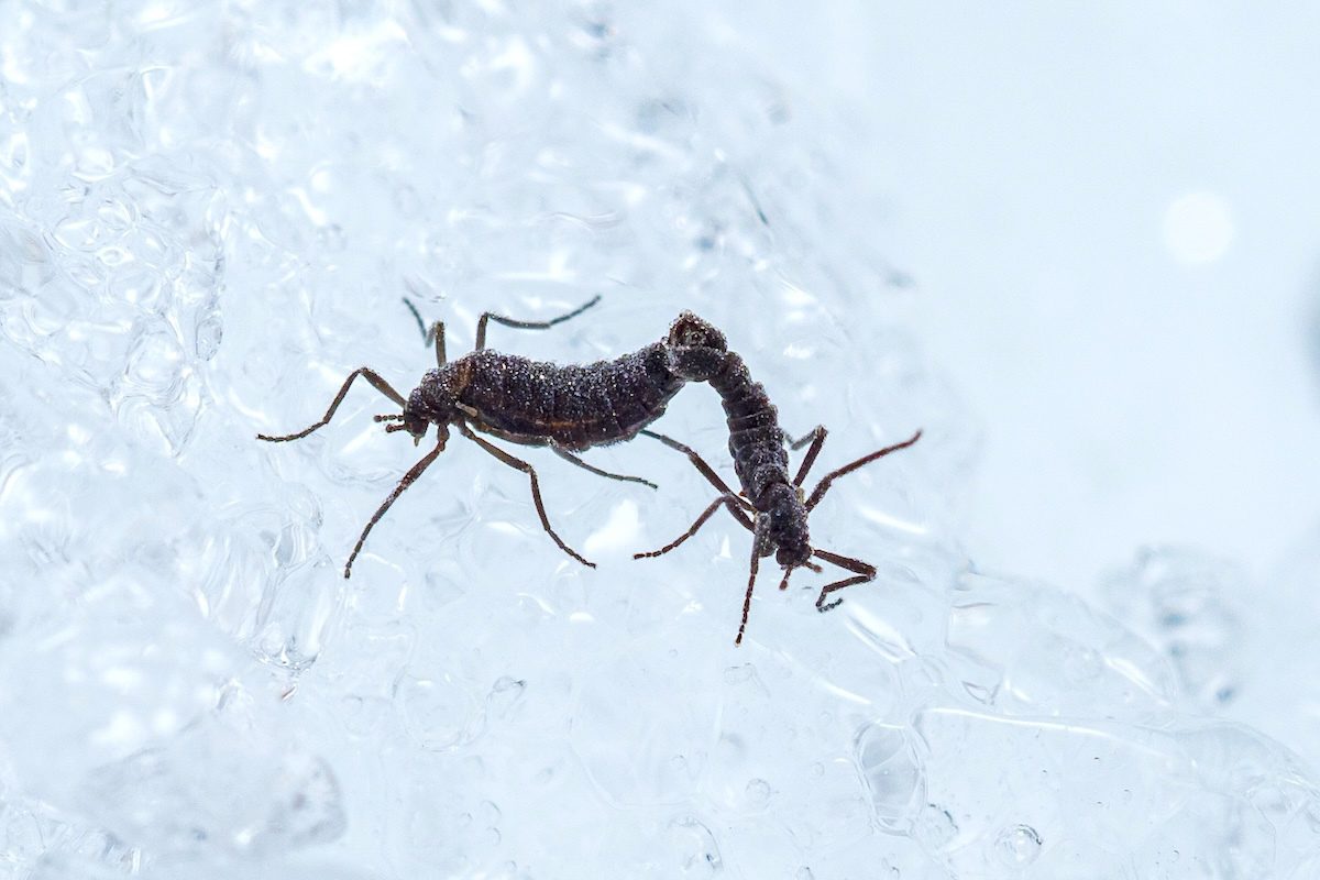 photo of Even in Antarctica, Insects Are Eating Microplastics image