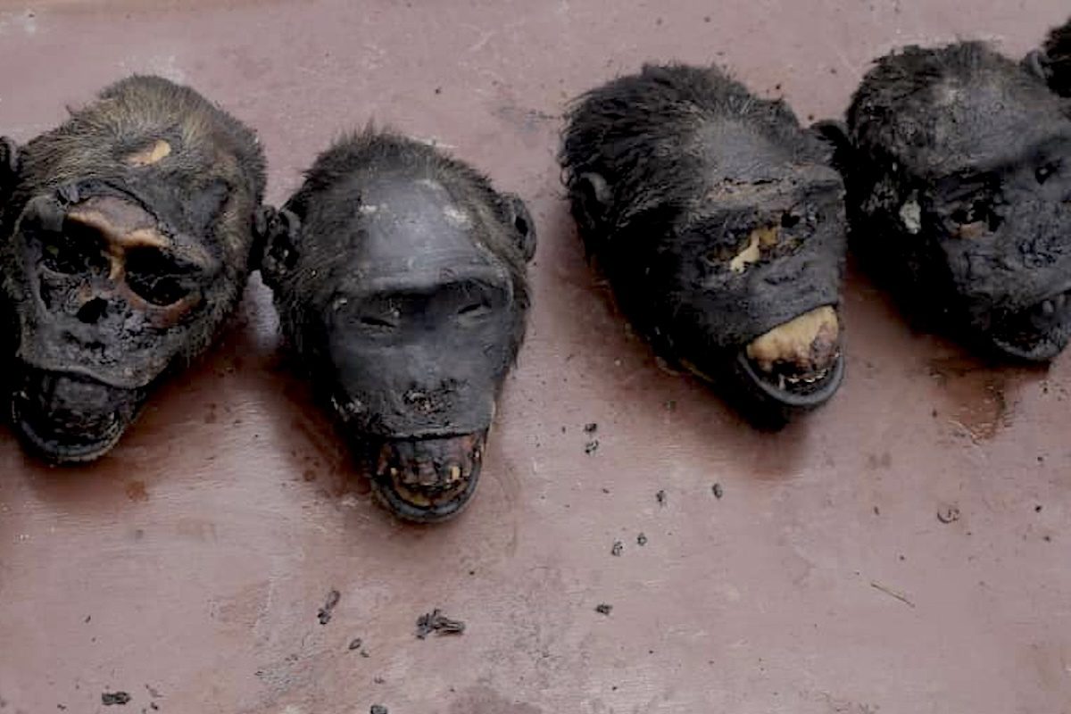 The Global Wildlife Trade Is Fueling the Spread of Disease