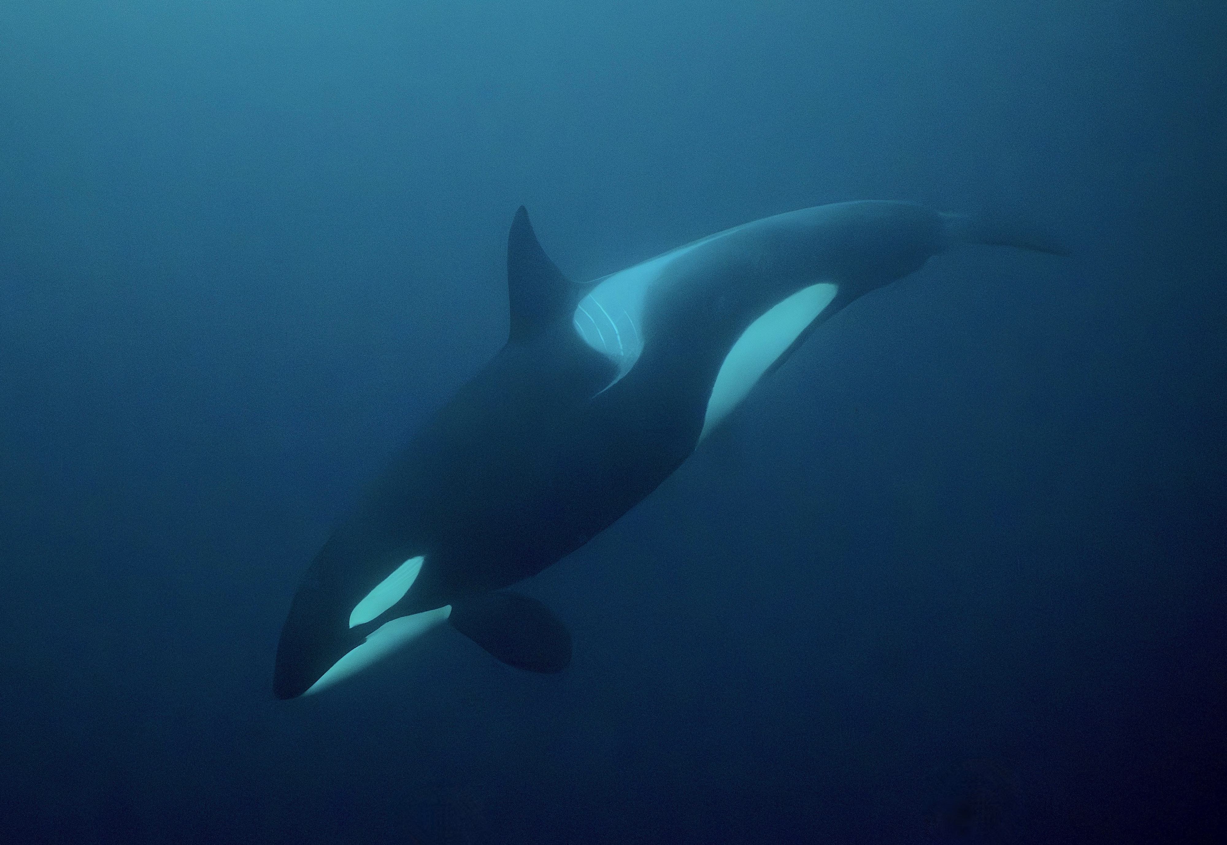 With Sea Ice Melting, Killer Whales Are Moving Into the Arctic - Yale E360