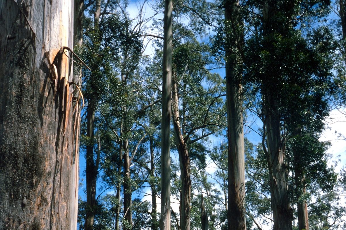Abandoned Study of Australian Ash Trees Challenges Case for…
