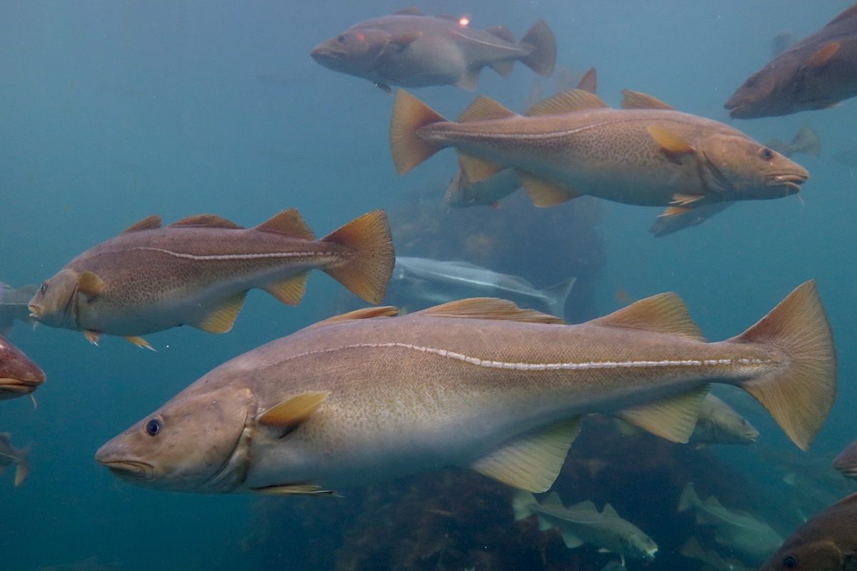 Swarm of Cod Eat 10 Million Fish in Biggest Feeding Frenzy on Record ...