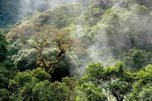The Atlantic Rainforest in southern Brazil.