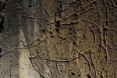 A cave etching of an aurochs in Portugal's Côa Valley.