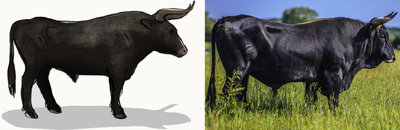 Left: A drawing of what an aurochs bull looked like. Right: A tauros bull.