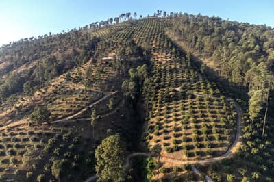 In Mexico’s ‘Avocado Belt,’ Villagers Stand Up to Protect Their Lands An avocado orchard displaces forest on a hillside in the Mexican state of Michoacán.