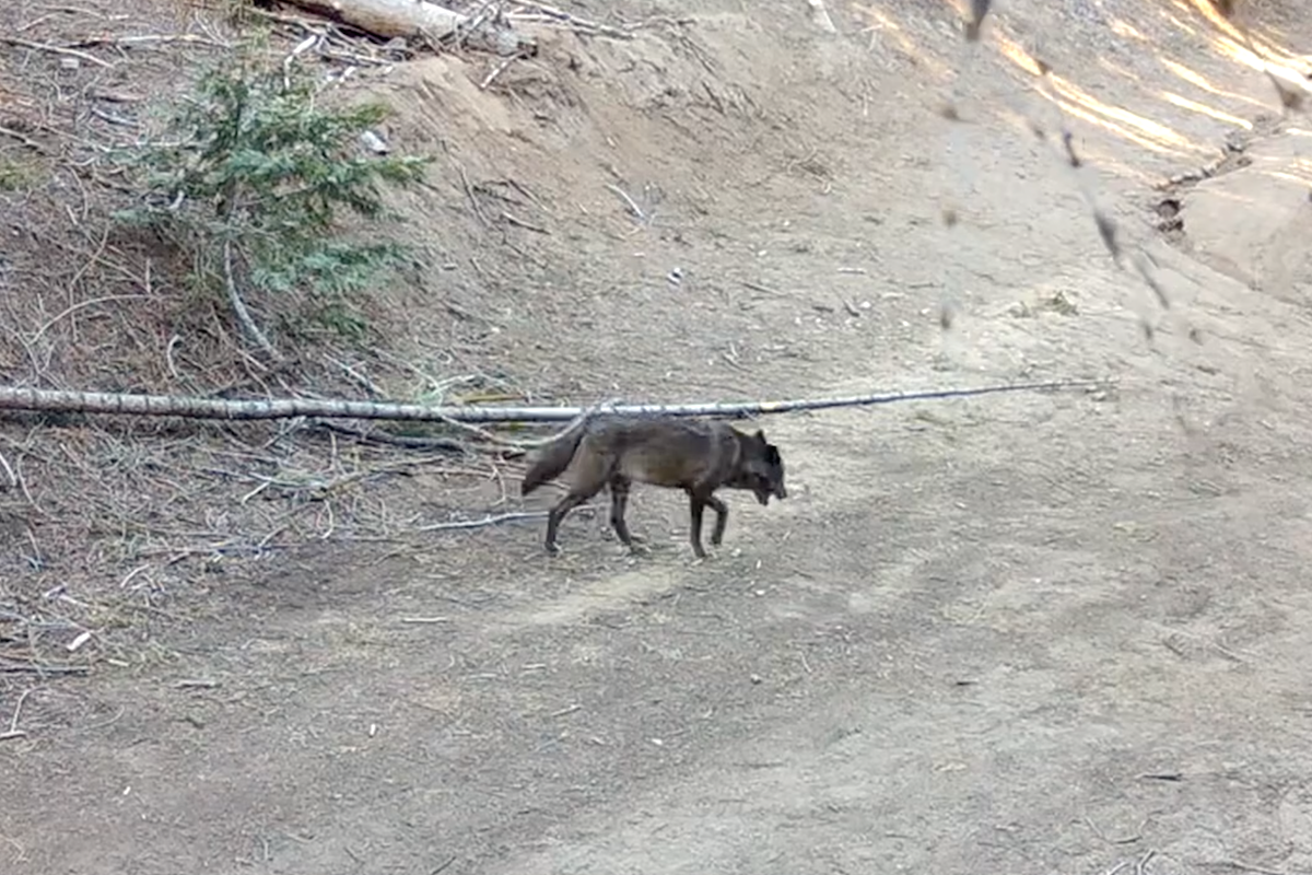 Wolf Found In Los Angeles For The First Time In A Century Yale E360 wolf-found-in-los-angeles-for-the-first-time-in-a-century-yale-e360