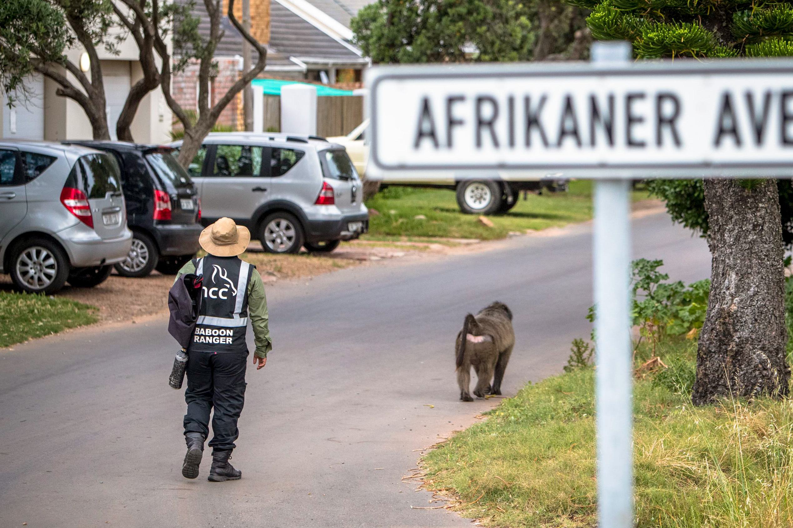 Baboon Ranger Baboon Raiders: In Cape Town, Can Big Primates and People Coexist ...
