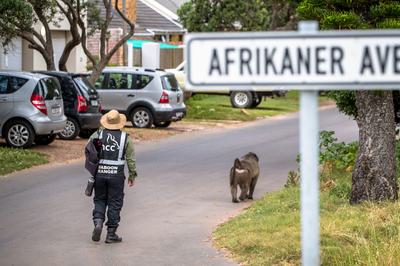 A baboon ranger carrying a paintball gun follows a baboon through the streets of Kommetjie.