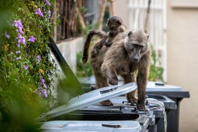 A female baboon carrying her young searches for food in a garbage bin in Kommetjie, a suburb of Cape Town.
