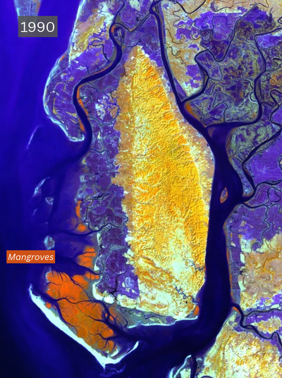 False-color satellite images show the growth of mangroves at the mouth of the Matamuhuri River in Bangladesh between 1990 and 2023. Source: Landsat imagery.