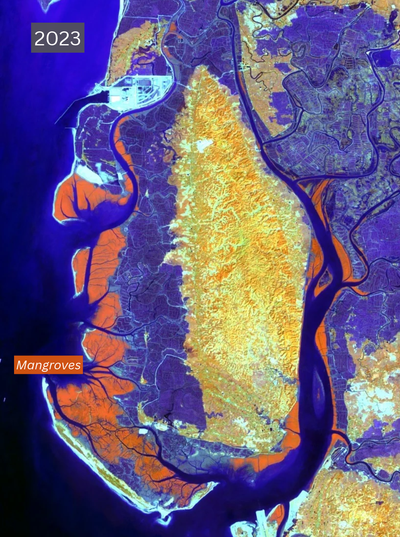 False-color satellite images show the growth of mangroves at the mouth of the Matamuhuri River in Bangladesh between 1990 and 2023. Source: Landsat imagery.