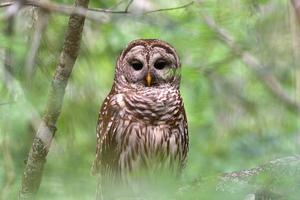 A barred owl.