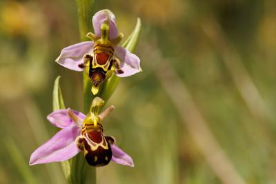 Bee orchids in New Addington, United Kingdom. The flowers resemble female bees, helping them to attract male pollinators.