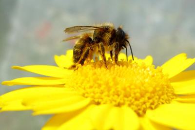 Red mason bee, one of the species researchers studied.