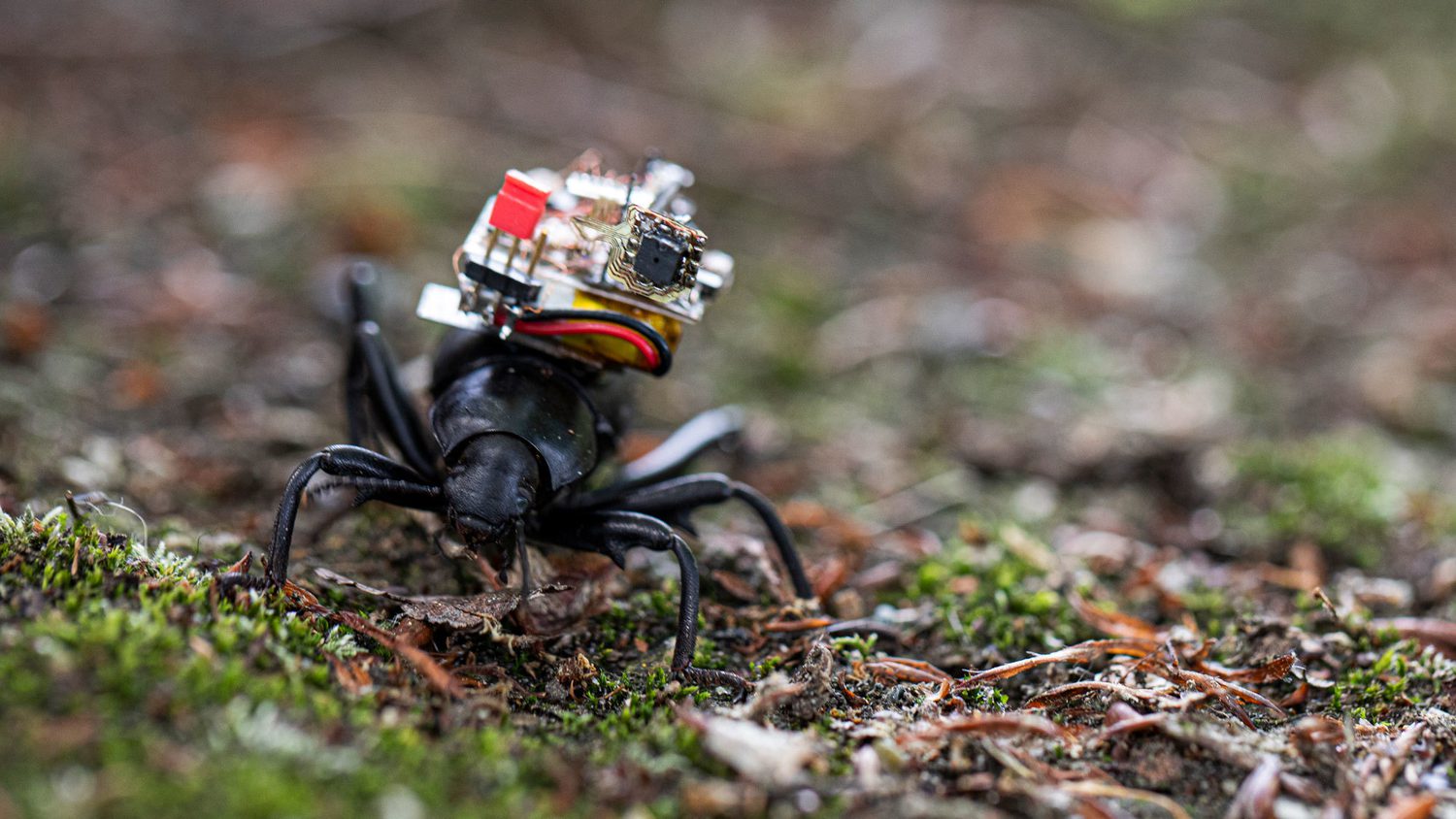 Micro Camera Insects Scientists Develop Tiny Camera Backpack for Insects - Yale E360