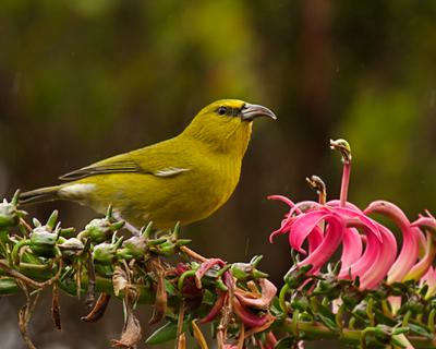 Between the years 2000 to 2012, the population of this bird plummeted by 91 percent in its core area. Kauai 'amakihi feed on insects, nectar, and fruit.
