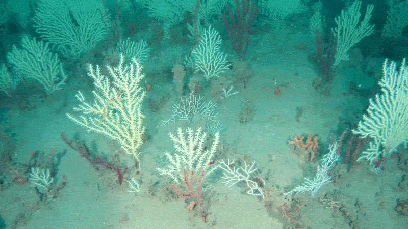 Footage of the newly discovered coral reef.