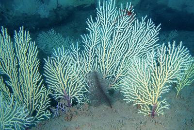 Soft corals discovered off the coast of Benin.