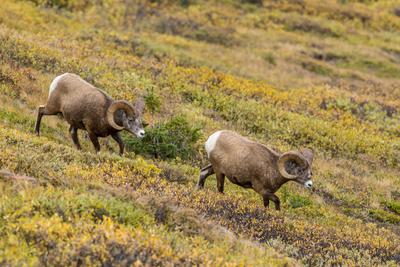 Shrinking Cod: How Humans Are Impacting the Evolution of Species Bighorn rams in Jasper National Park in Canada. Trophy hunting has led to a decline in average horn size.
