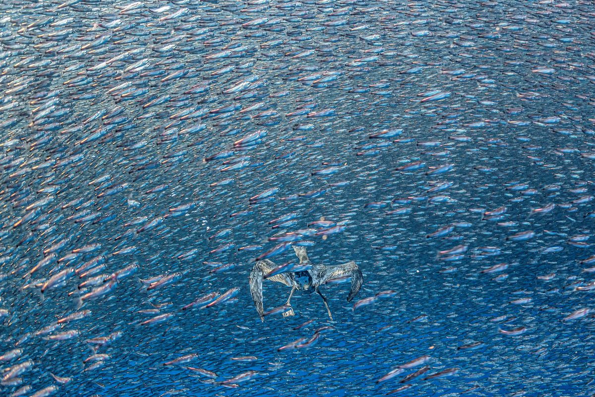 photo of The Best Environmental Photography of the Year image
