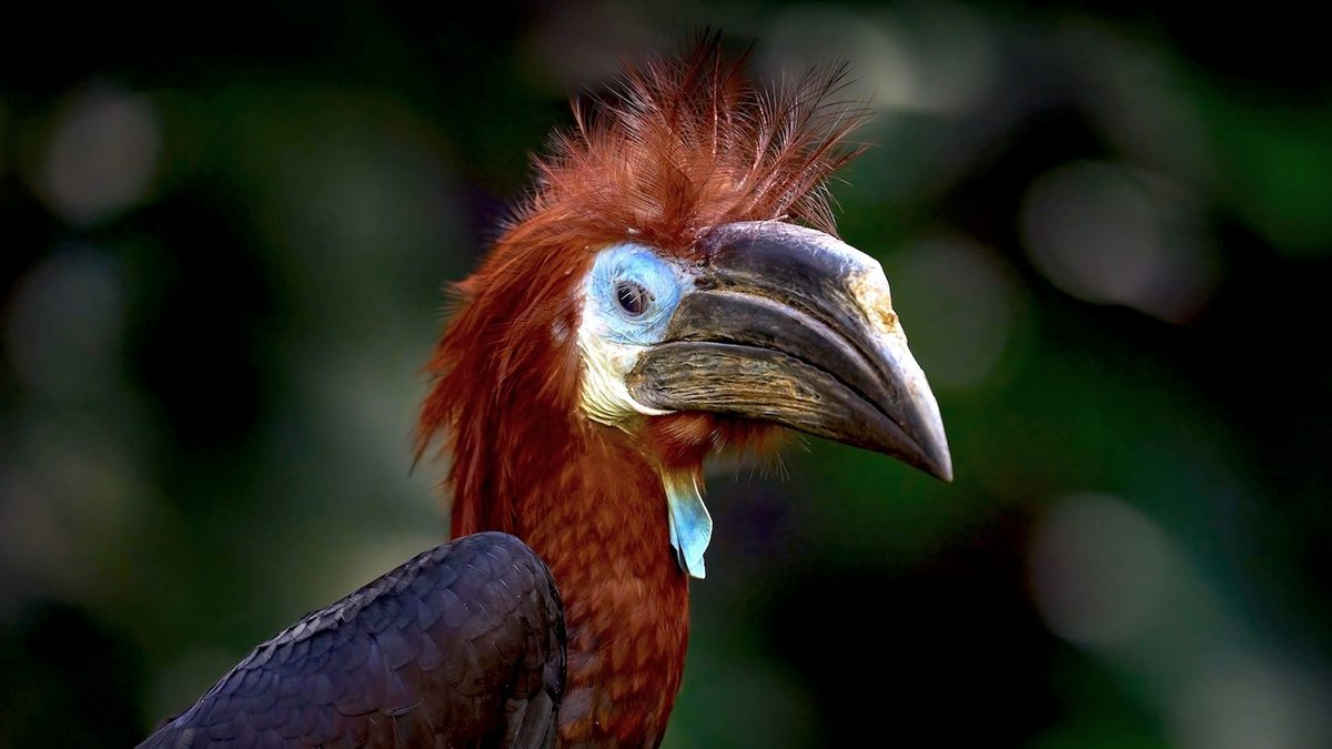A Troubling Rise in the Grisly Trade of a Spectacular African Bird