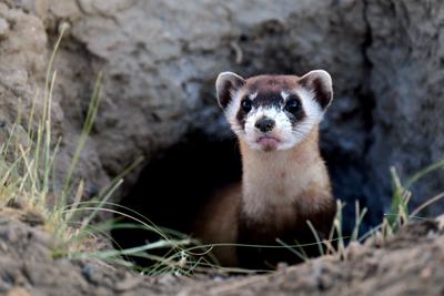 A black-footed ferret that was reintroduced near Meeteetse, Wyoming.