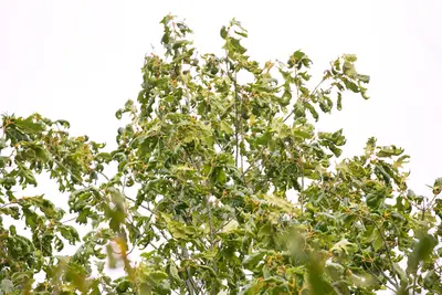 Black oak leaves, curled by herbicide drift, at the Beadles Barrens Nature Preserve in Illinois.