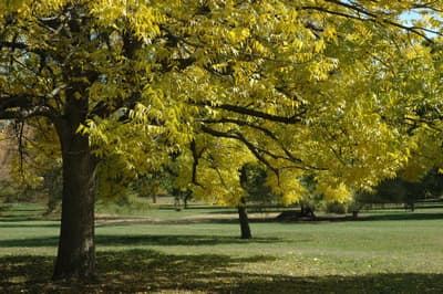 Blue ash trees are now considered critically endangered on the IUCN Red List.