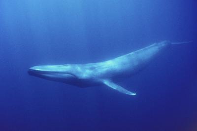 A blue whale.