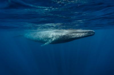 Blue whales are the largest animals on Earth.