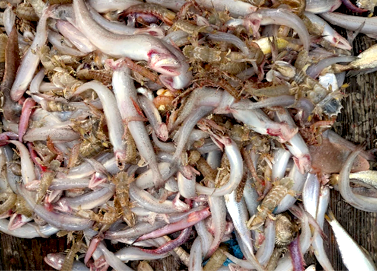 Uncertain Fish As Ocean Oxygen Levels Dip, Fish Face an Uncertain Future - Yale E360